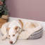 Kurtz Polyester Pet Bed-1030363117