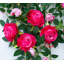 2 guirlandes de fleurs pliables 12 pièces, rose artificiel-352187200-352187261