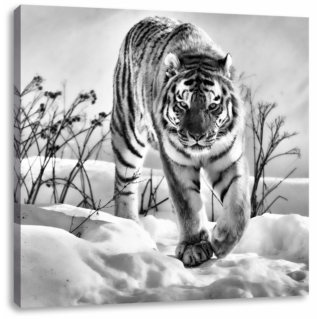 Leinwandbild Tiger, Schnee