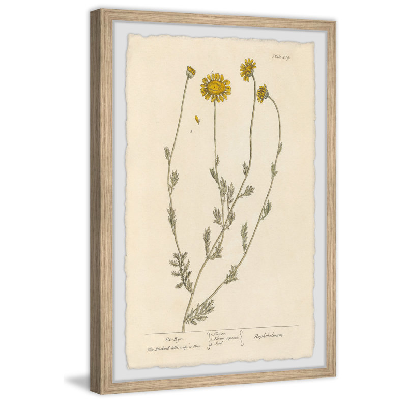"Ox Eye Daisy" Framed Print, 18" H x 12" W