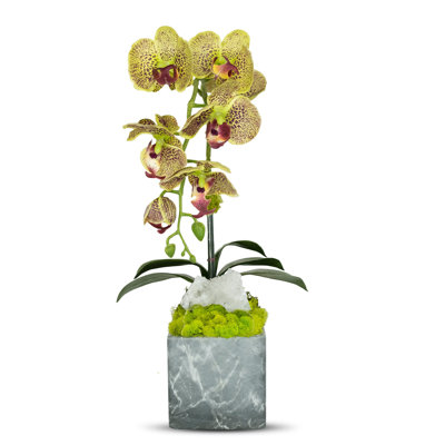 Orchids Arrangement