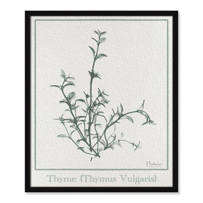 Jeanette "Thymus Vulgaris" Print
