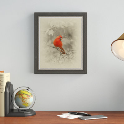 « masculin cardinal », reproduction de photo encadrée