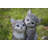 Kittens Hugging-67579696