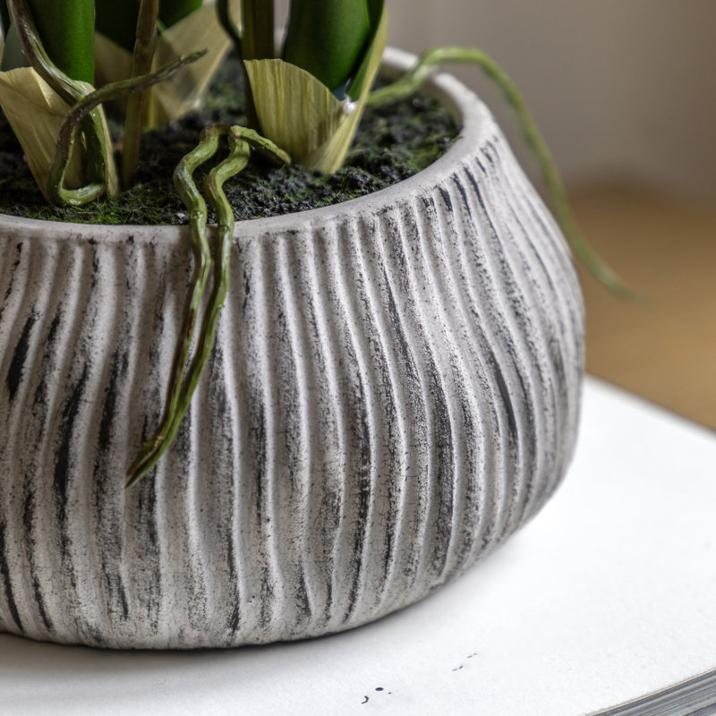 Orchid in Low Ceramic Pot 580mm, Yellow