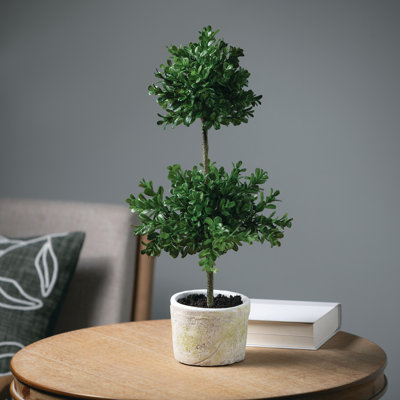 Topiaire buis double ball en pot