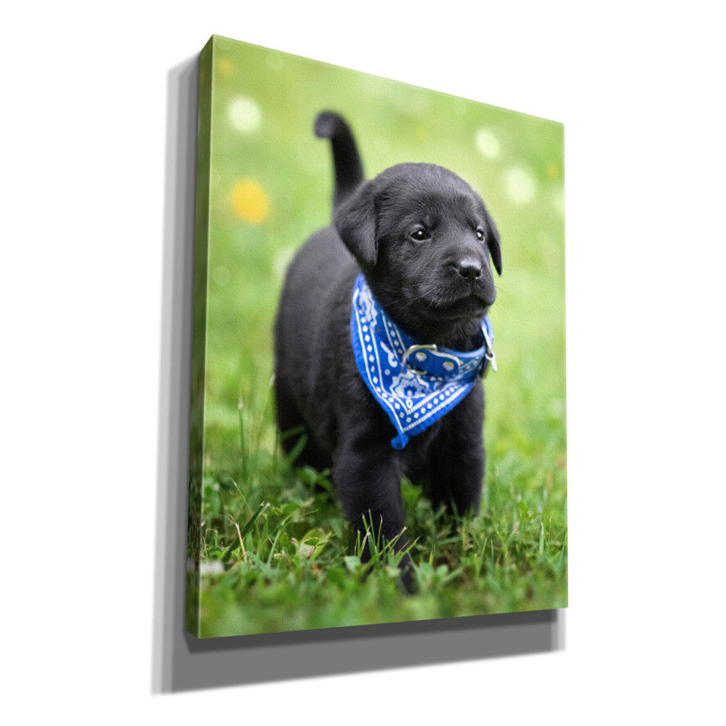 «Black Lab Pup 1 on Canvas» par Jonathan Ross, reproduction, H 34 po x l 26 po x P 1,5 po