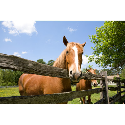 Inquisitive Horse by Bdphoto
