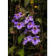 Purple Orchards Print by Tom Kostes-65851387-65825976