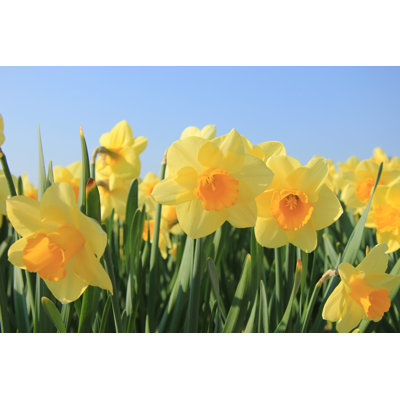 Daffodils In A Field - Wrapped Canvas Photograph