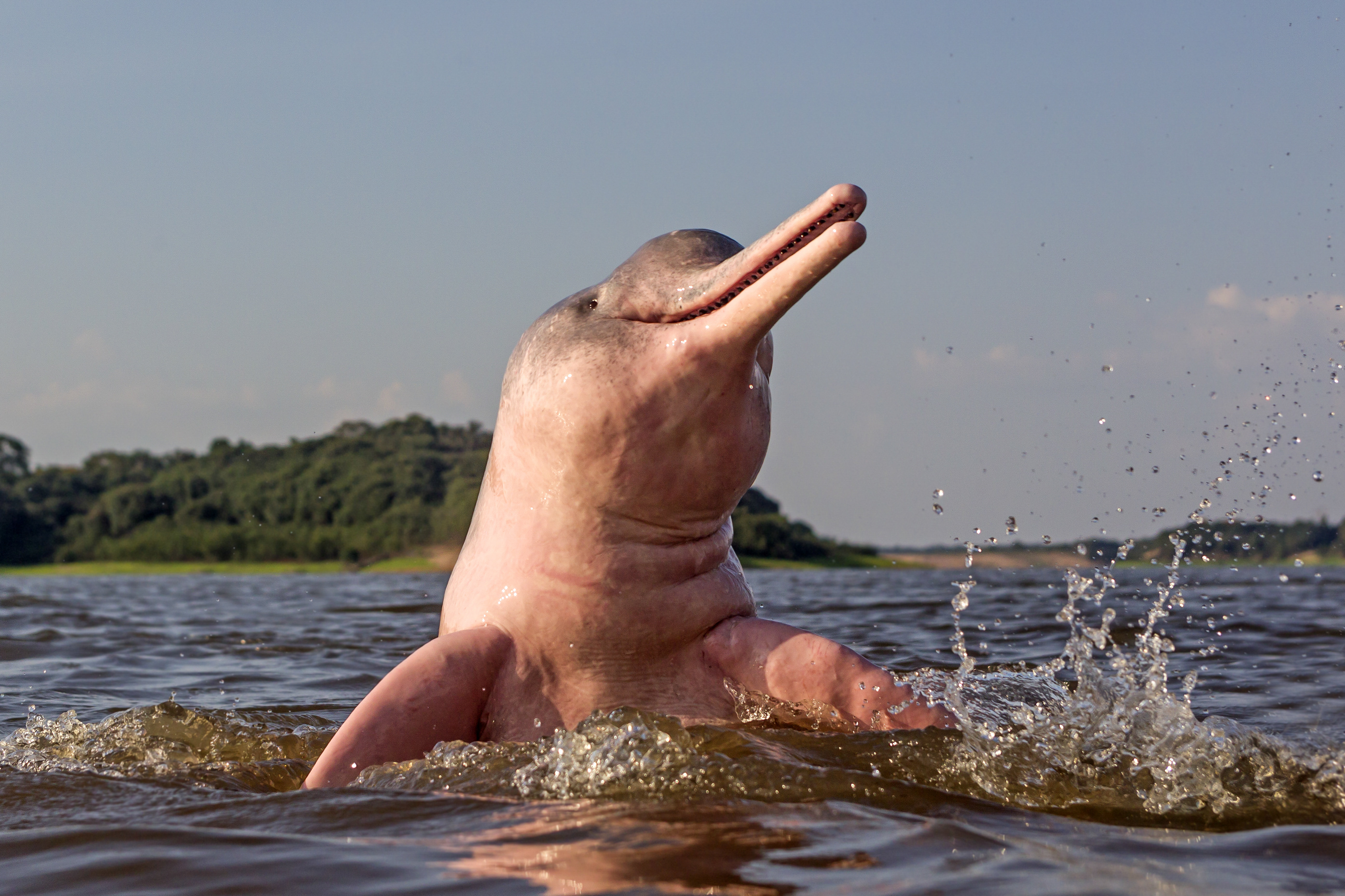 https://assets.wfcdn.com/im/62911029/compr-r85/2135/213586280/aeon-amazon-river-dolphin-on-canvas-by-michel-viard-print.jpg