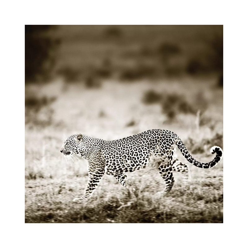 Approaching Leopard by Klaus Tiedge - Wrapped Canvas Print, 30.48 cm H x 30.48 cm W