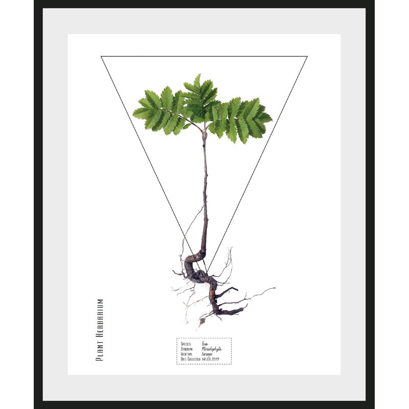 Plant - Single Picture Frame Print