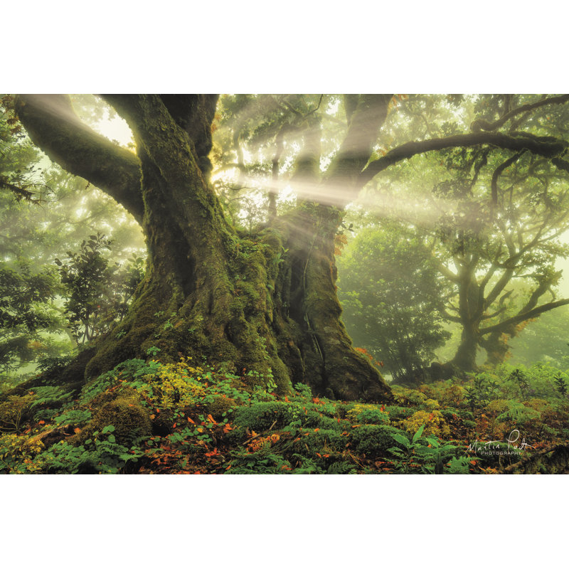 «One-Two Tree» par Martin Podt - impression sur toile tendue, H 24 po x l 36 po, Toile flottante noyer avec passe-partout