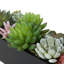 12.7cm Artificial Succulent in Planter