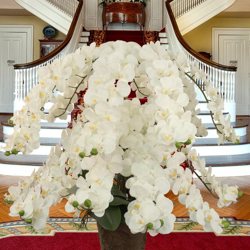 Massives orchidées phalaenopsis, Blanc