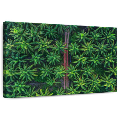 Cocotiers Alvord d'en haut