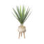 Yucca en pot de fleurs en céramique