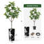 Arbre artificiel en fauve gris avec aquarelle abstraite pot de magnolia-128765707