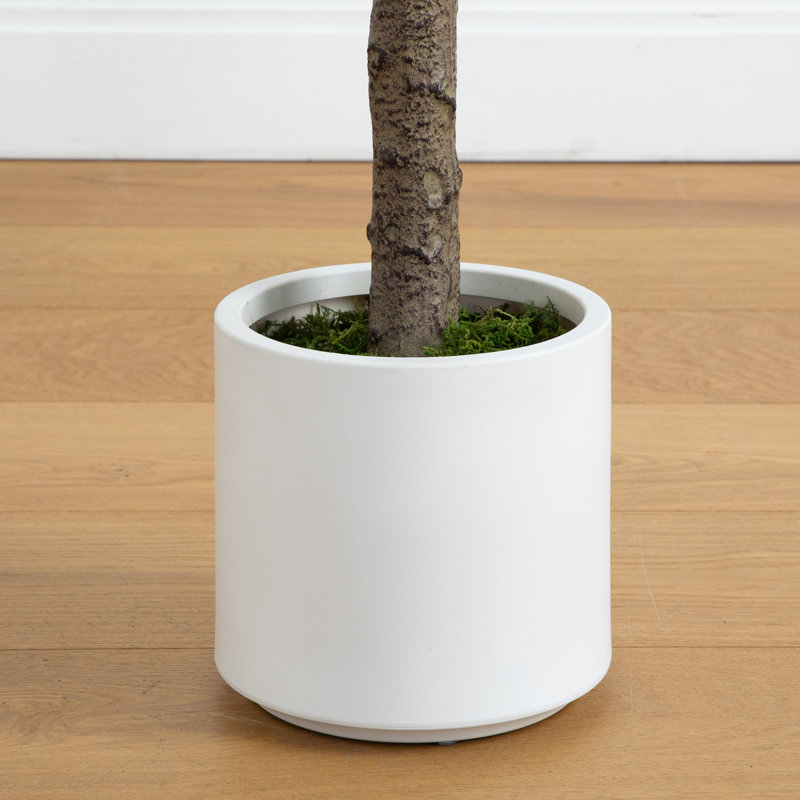 6ft Artificial Green Jacaranda Tree in White Plastic Planter