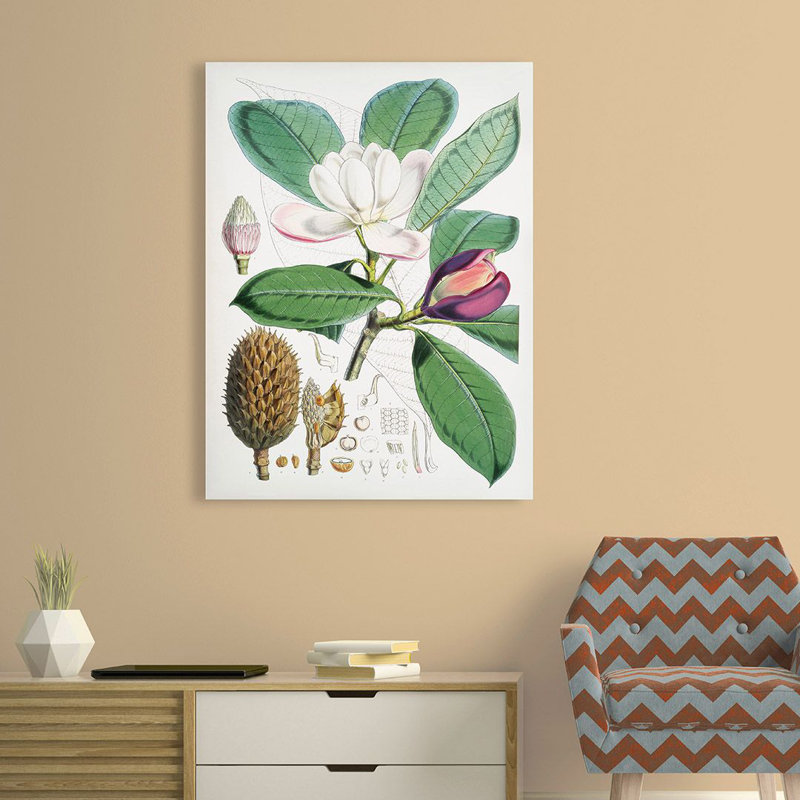 Magnolia Hodgsonii, 1855 by Walter Hood Fitch - Art Prints on Canvas, 100cm H x 70cm W x 4cm D