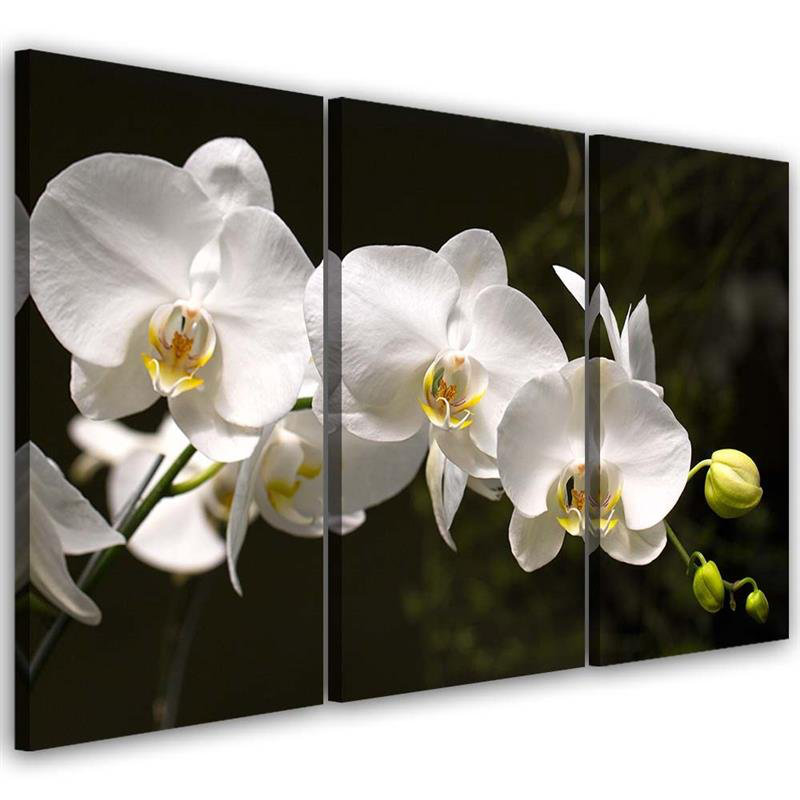 White Orchid Flower - 3 Piece Wrapped Canvas Print Set, 100cm H x 150cm W