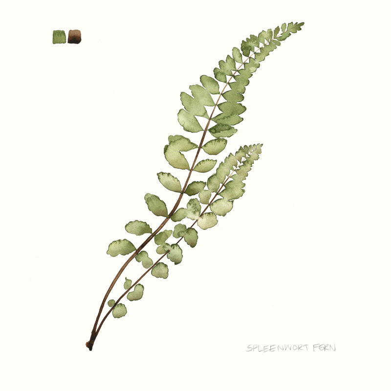 Étude de feuilles d'aquarelle I, H 20 po x l 20 po x P 1,25 po