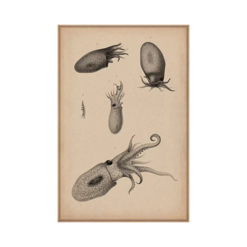 Animal Curiosity Octopus Die Cephalopoden by Unknown Artist - Wrapped Canvas Painting, 66.04 cm H x 45.72 cm W x 1.91 cm D