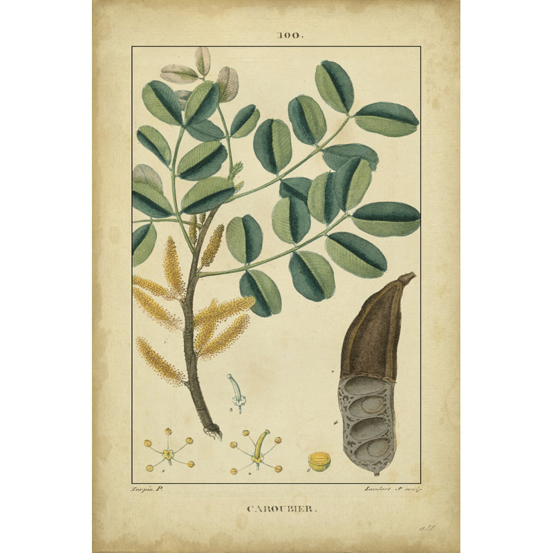 Vintage Turpin Botanical VII by Turpin - Wrapped Canvas Art Prints, 76cm H x 51cm W