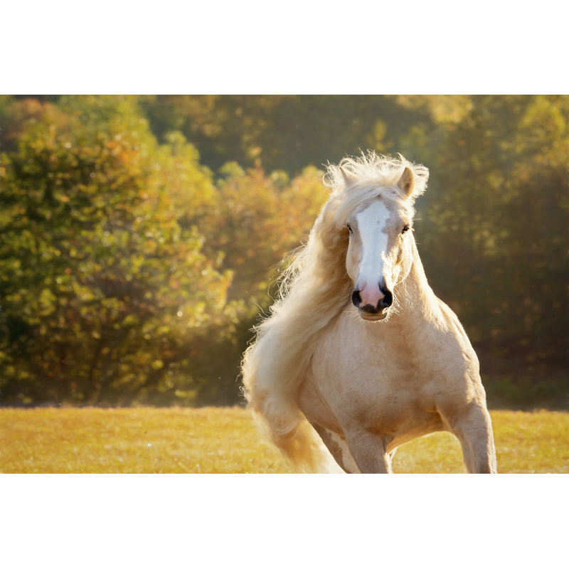 Golden Lit Horse IV by P.H. Burchett - Photograph, 30 cm H x 46 cm W, Wrapped Canvas