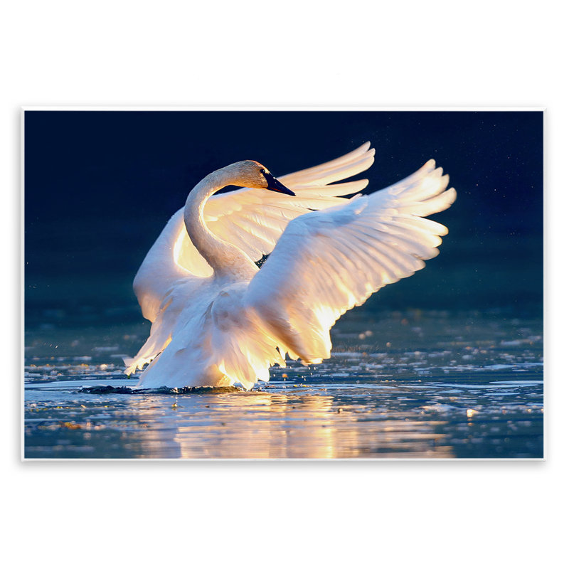 «Sunset Symphony Swan» par Shane Lamb, H 10 po x l 15 po
