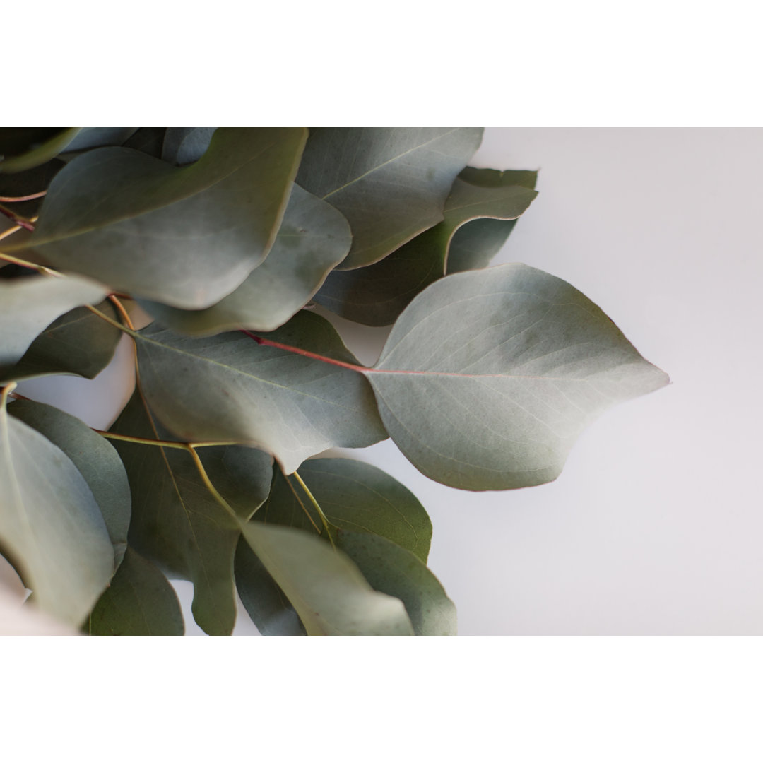 Leaf Eucalyptus von Crystal Bolin Photography - Kunstdrucke auf Leinwand