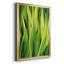 Blades of Grass II - peinture à cadre unique-1661991474-1661991475