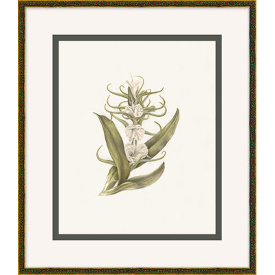 Wild Orchid 4
