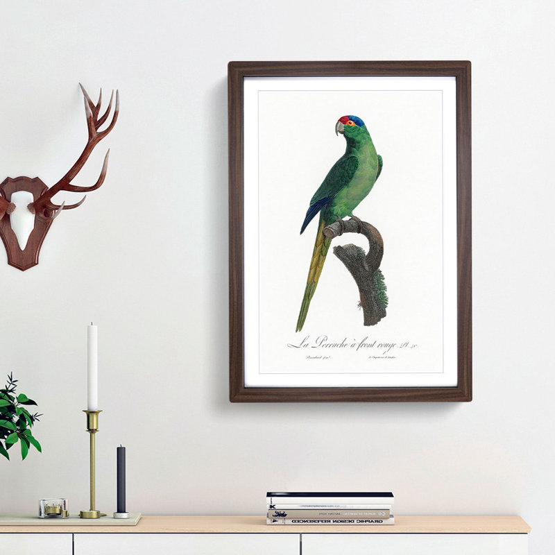 Red-Crowned Parakeet by F. Levaillant - Picture Frame Painting Print, Walnut Framed, 48cm H x 36cm W x 2cm D