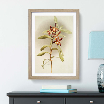 Magnolia Flowers Illustration Tab. 65 by Frederick Sander - Picture Frame Painting Print