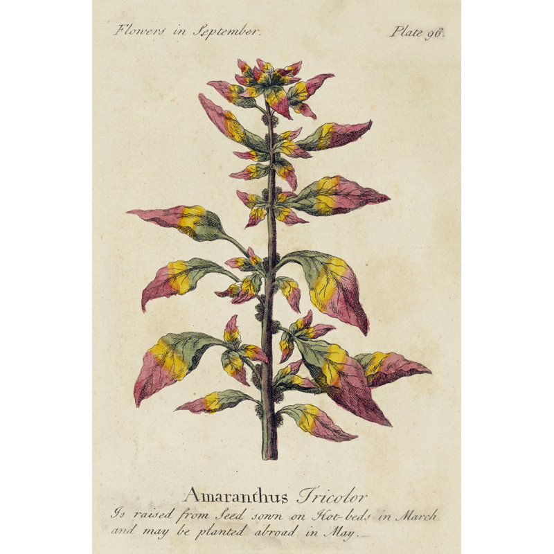 Gardeners Guide VI - Wrapped Canvas Painting, 122cm H x 81cm W x 3.8cm D