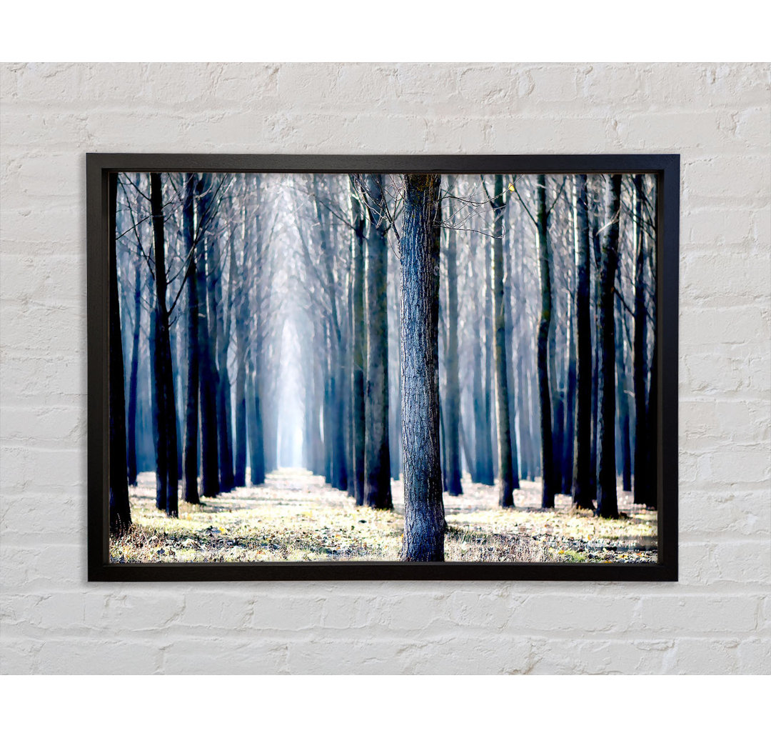 Trees Line-Up In Winter - Single Picture Frame Kunstdrucke auf Leinwand