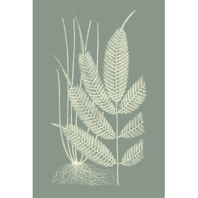 " Ferns On Sage II " by Vision Studio Painting Print
