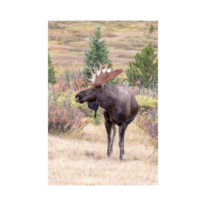 USA, Colorado, Cameron Pass. Bull Moose With Antlers. by Jaynes Gallery - Wrapped Canvas Gallery-Wrapped Canvas Giclée