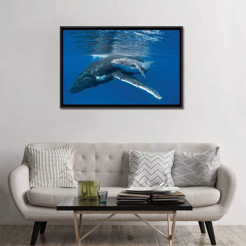 Impression d'une baleine à bosse avec un vieux veau de quatre jours, impression sur toile tendue, Toile encadrée noire