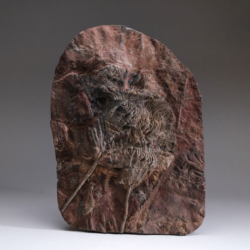 Crinoid On Matrix