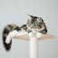 Arbre à chat 64 po Chabeli-539217367