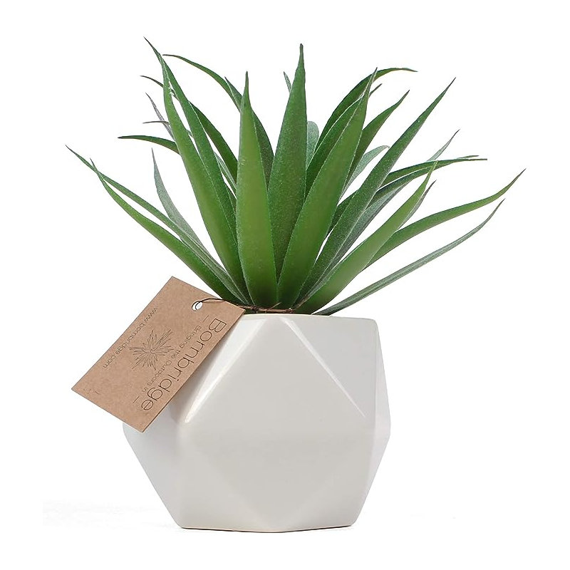 Fausse plante grasse 2,75 po Macroacantha