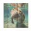 Curious Manatee Gaze I - Lamantin sur bois-1668289687
