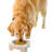 Elevated Feeder