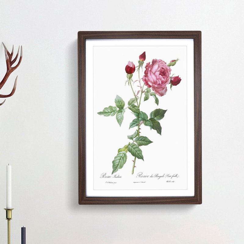 Provence Rose in Pink by Pierre-Joseph Redoute - Picture Frame Painting Print, 48cm H x 36cm W x 2cm D, Walnut Framed