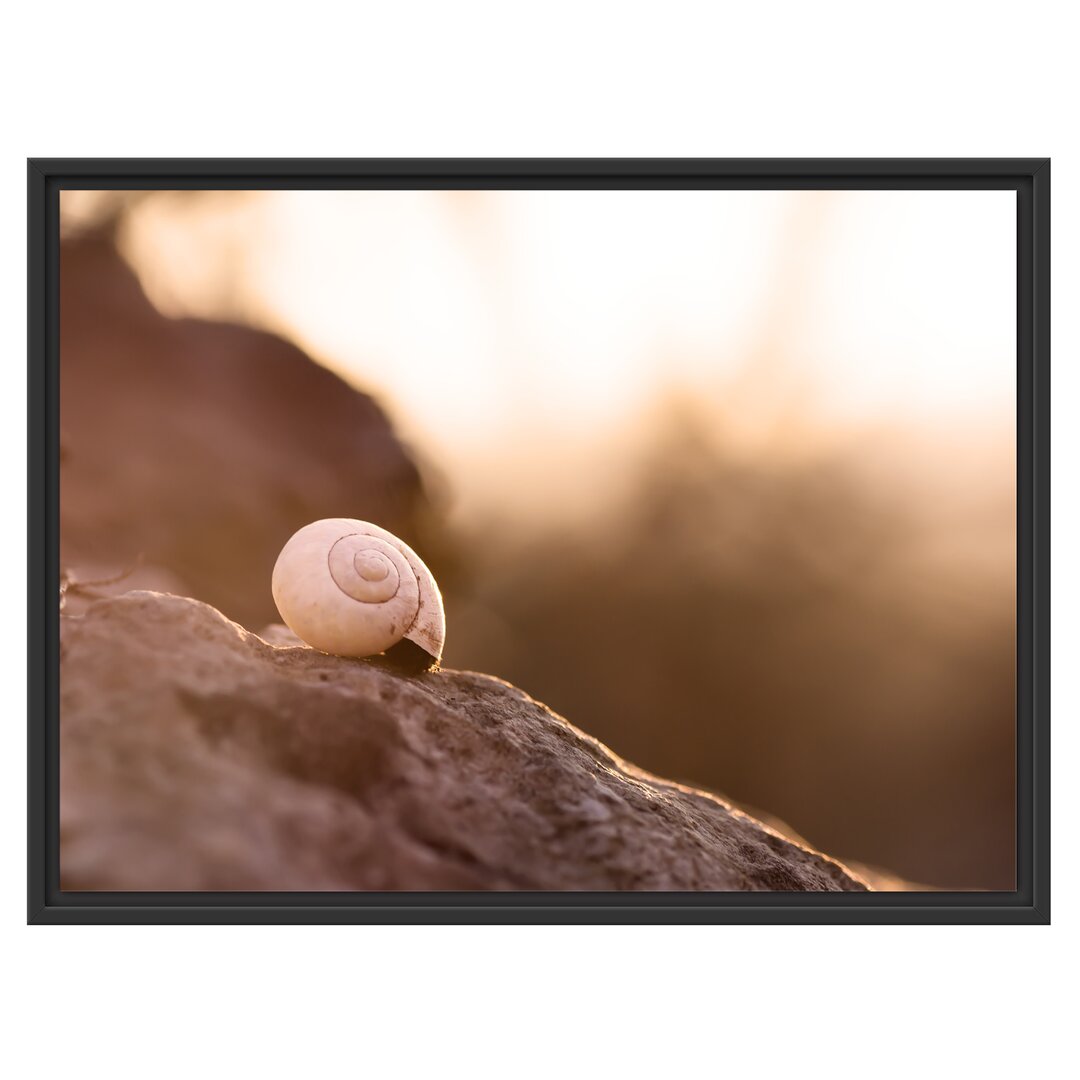 Gerahmtes Wandbild kleine Schnecke auf Stein