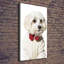 Maltese In A Bow Tie - Wrapped Canvas Print