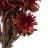 Preserved Plumosum Arrangement-94734886